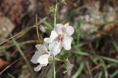 Verbascum blattaria