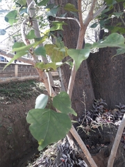 Erythrina lysistemon
