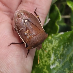 Basicryptus costalis