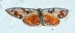 Idaea subfervens