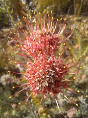 Leucospermum calligerum