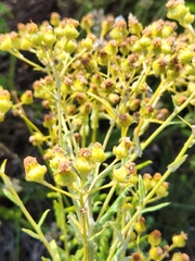 Senecio ilicifolius