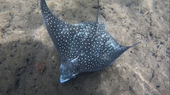 Aetobatus ocellatus