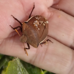 Basicryptus costalis