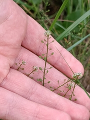 Capsella bursa-pastoris