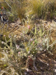 Leucospermum calligerum