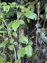 Dendrocnide photiniiphylla