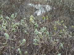 Salix lanata