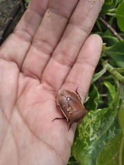 Basicryptus costalis