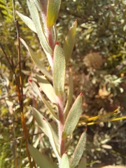 Leucospermum calligerum