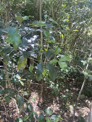 Olea capensis