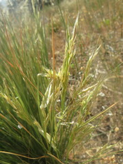 Festuca myuros