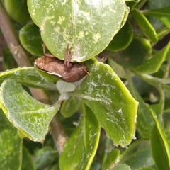 Basicryptus costalis