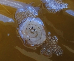 Corambe pacifica