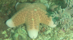 Choriaster granulatus