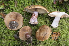 Cortinarius pseudoglaucopus