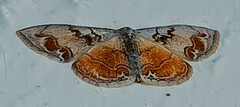Idaea subfervens