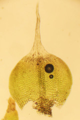 Jaffueliobryum wrightii