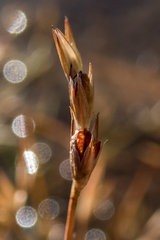 Juncus tenuis