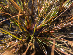Juncus tenuis