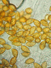 Cortinarius pseudoglaucopus