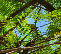 Phylloscopus canariensis