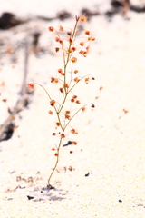 Drosera drummondii