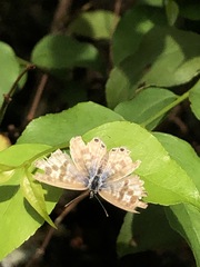 Leptotes pirithous