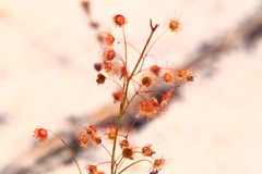 Drosera drummondii