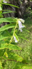 Sesamum indicum