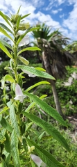 Sesamum indicum