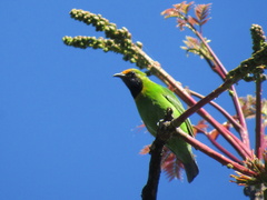 Chloropsis aurifrons