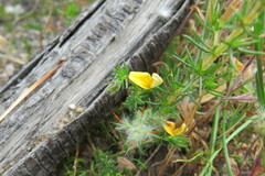 Aspalathus retroflexa