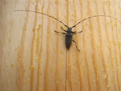 Acanthocinus aedilis