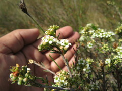 Diosma hirsuta