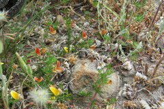 Aspalathus retroflexa