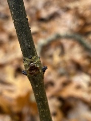 Fraxinus pennsylvanica