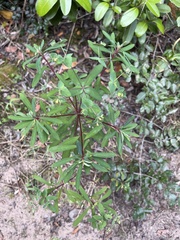 Euphorbia kraussiana