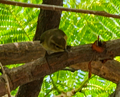 Phylloscopus canariensis