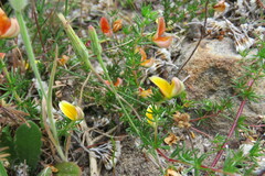 Aspalathus retroflexa