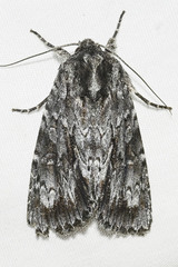 Acronicta brumosa