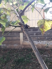 Xylocopa