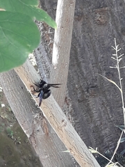 Xylocopa