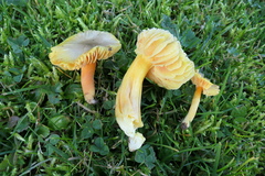 Hygrocybe quieta