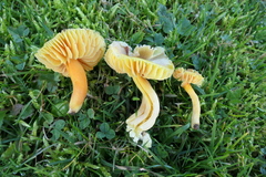 Hygrocybe quieta