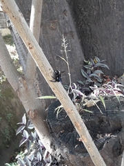 Xylocopa