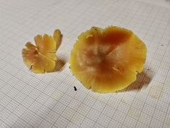Hygrocybe quieta