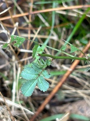 Rosa multiflora