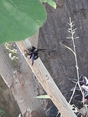 Xylocopa