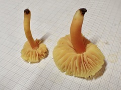 Hygrocybe quieta